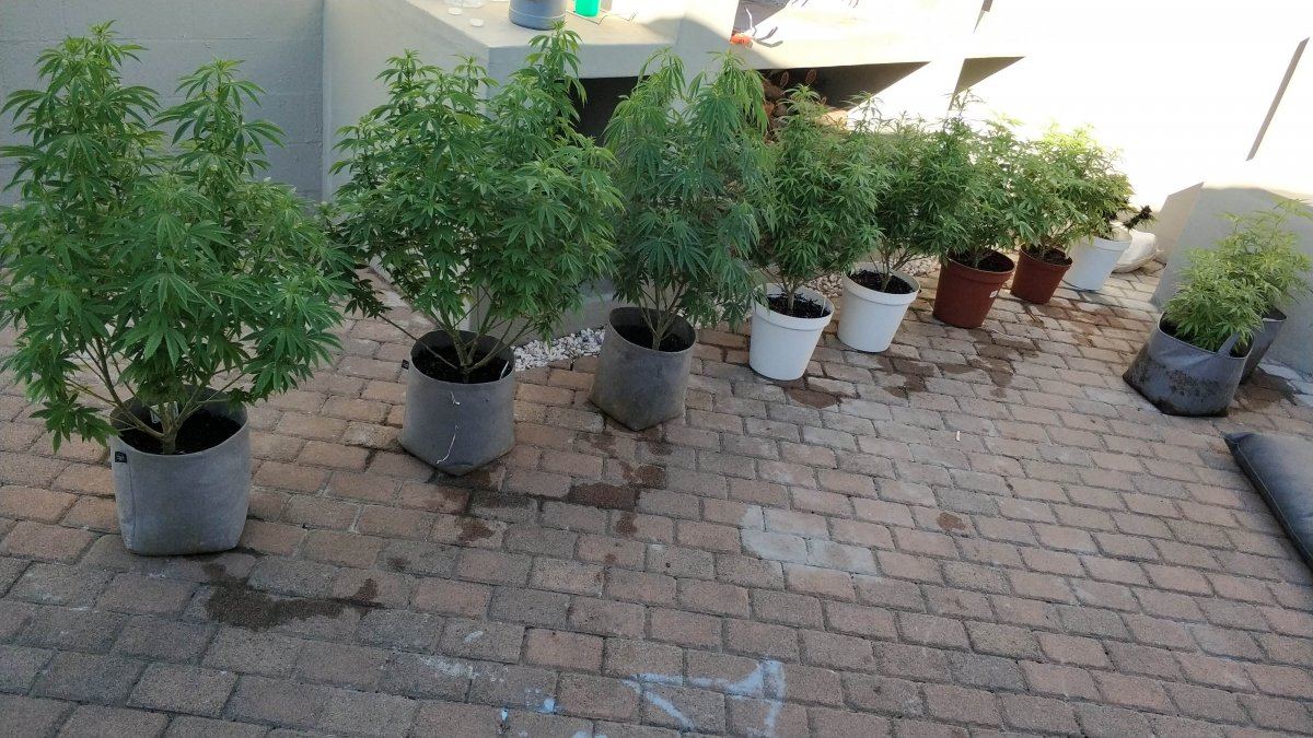 First ever grow 9