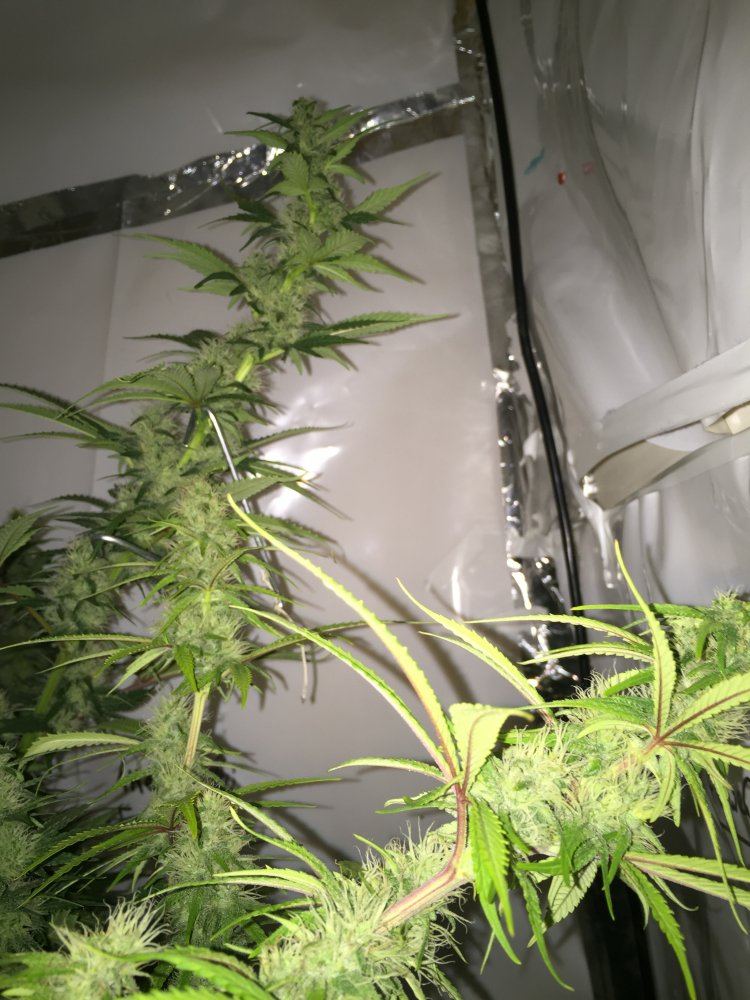 First ever grow   bbc 25 days in flower 3