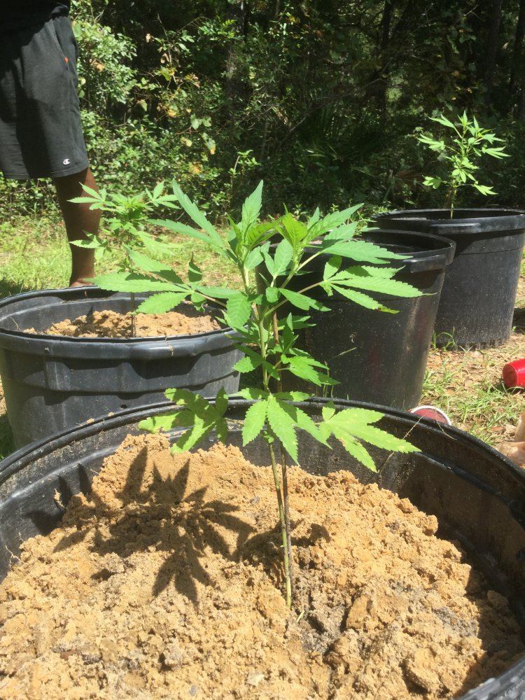 First ever grow outdoors 10