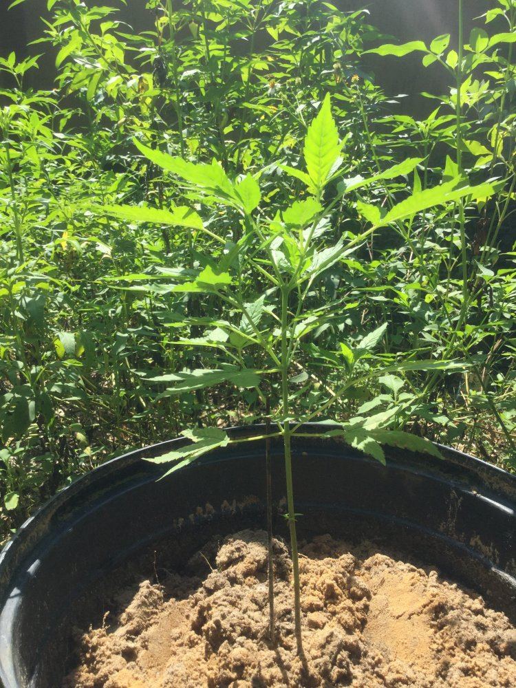 First ever grow outdoors 11