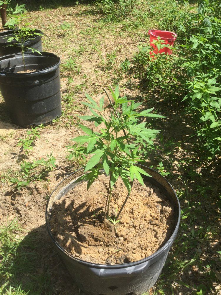 First ever grow outdoors 12