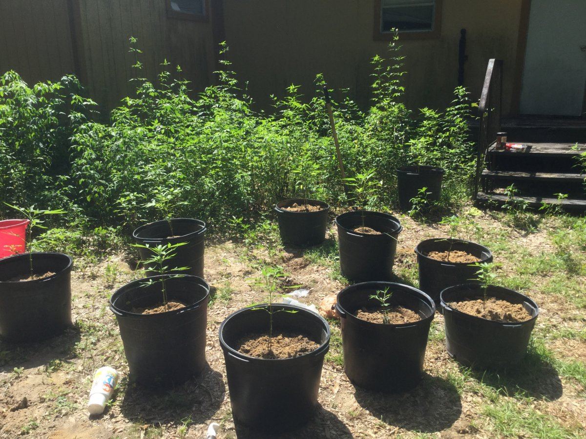 First ever grow outdoors 13