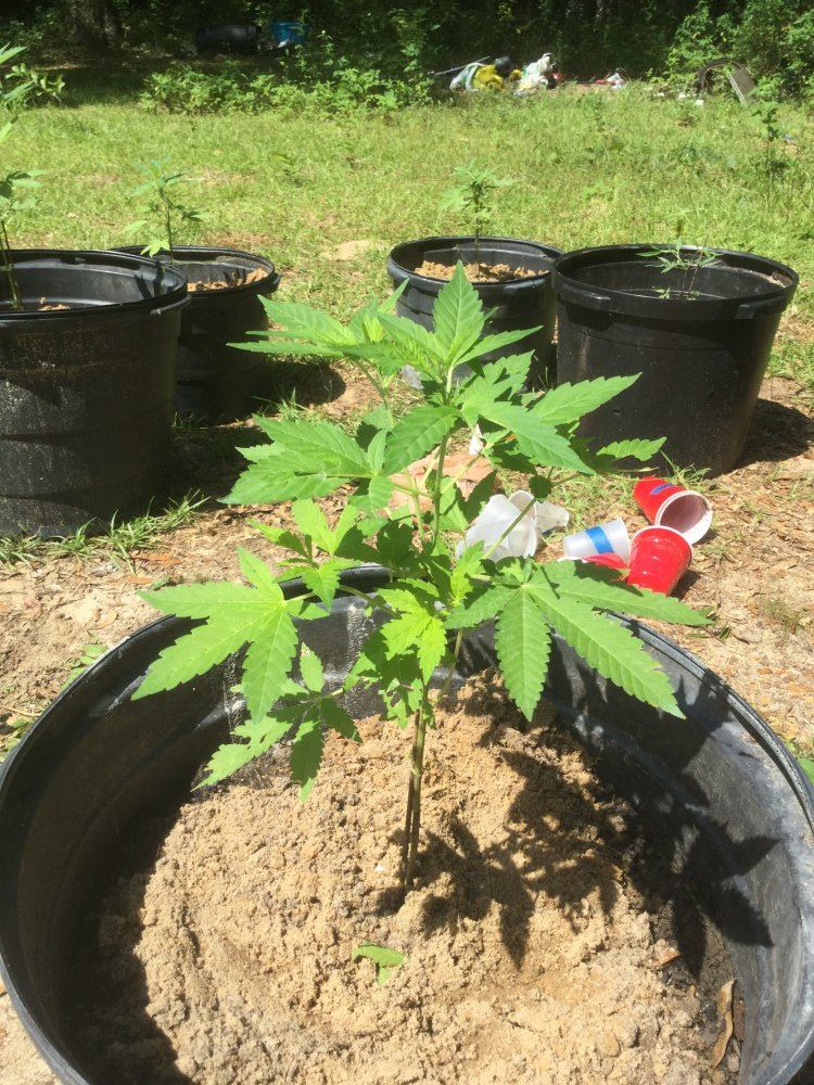 First ever grow outdoors 2
