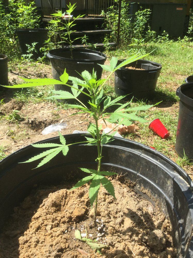 First ever grow outdoors 3