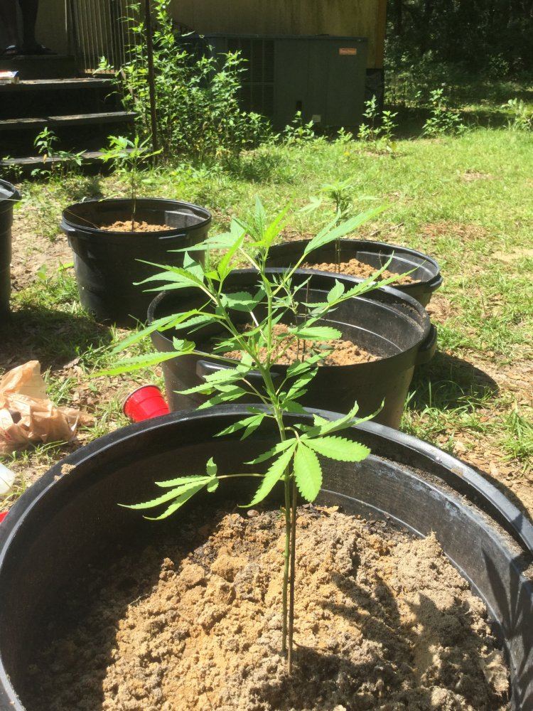 First ever grow outdoors 4