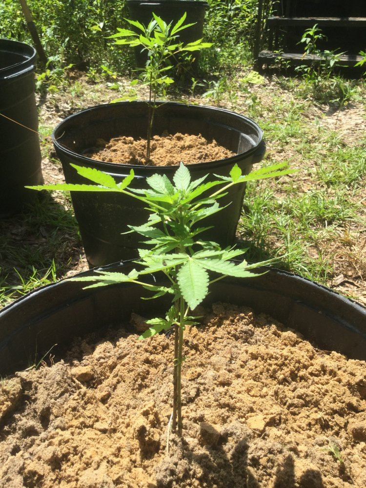 First ever grow outdoors 6