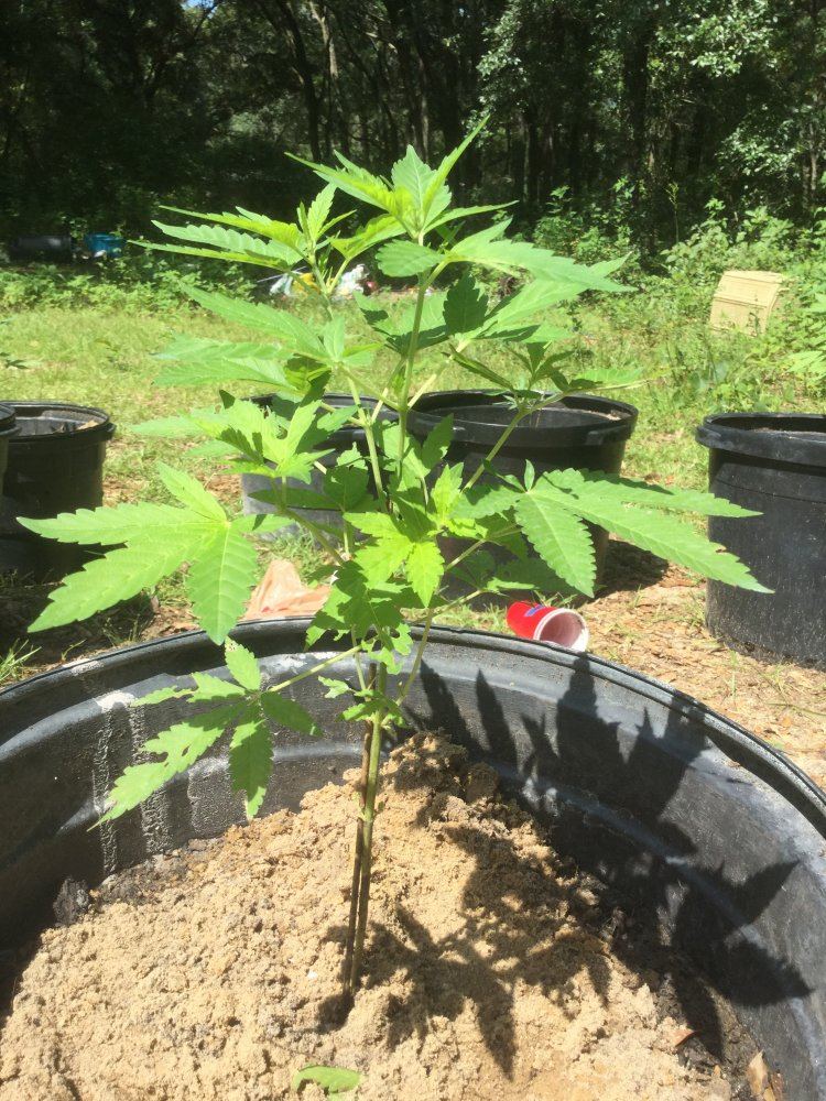 First ever grow outdoors 7