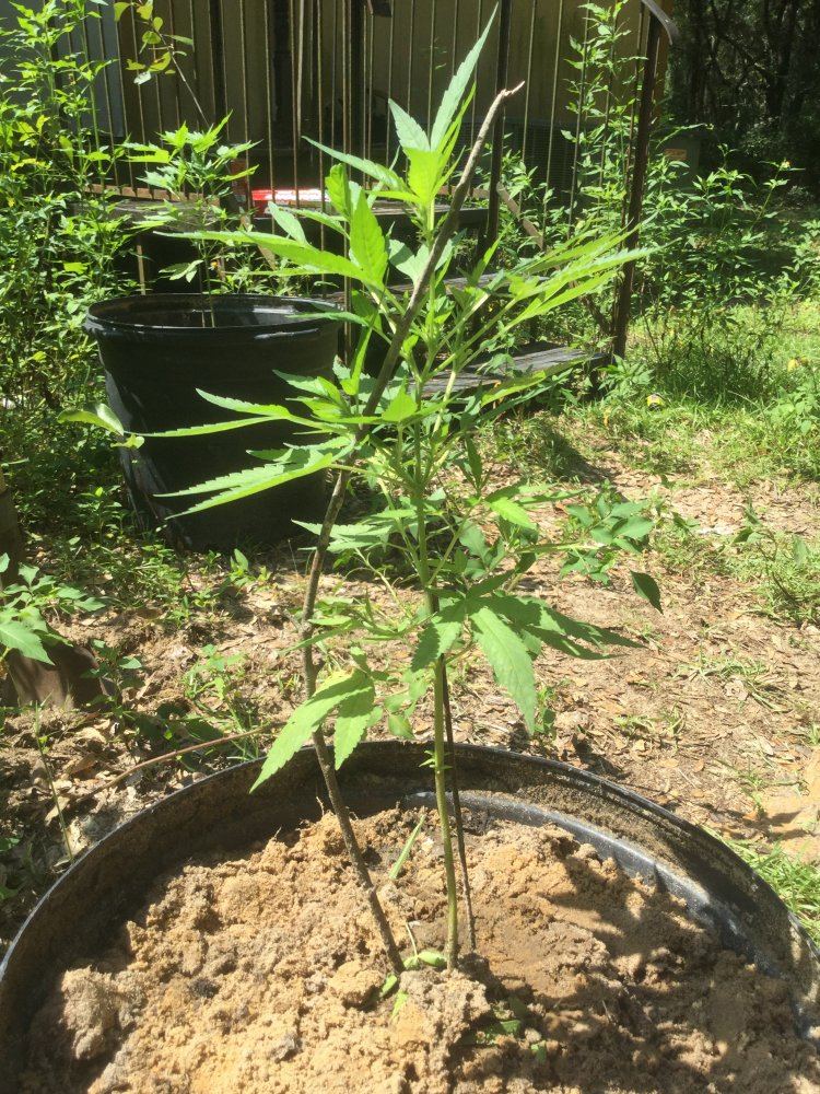 First ever grow outdoors 8