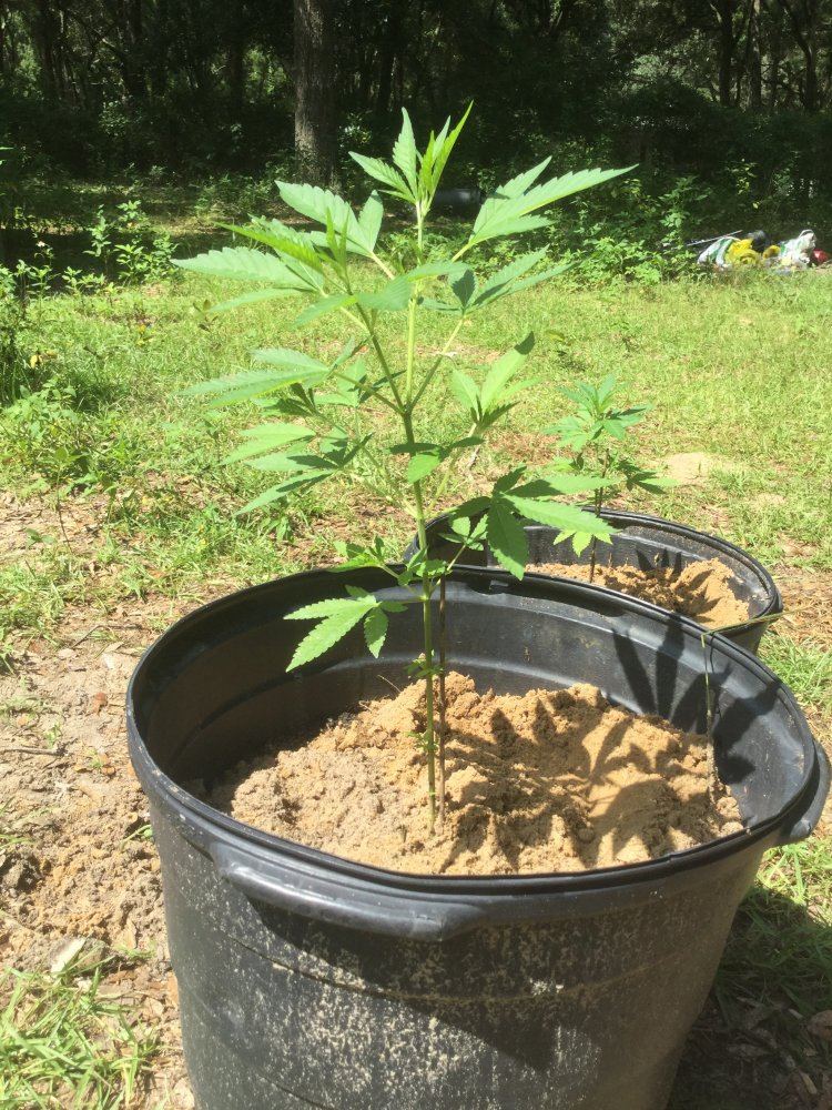First ever grow outdoors 9
