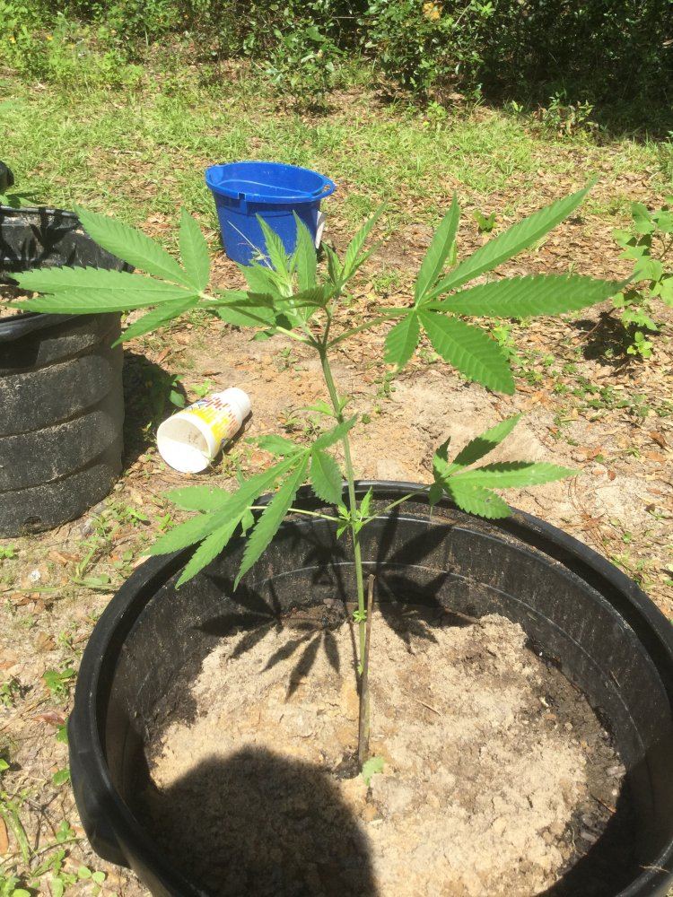 First ever grow outdoors