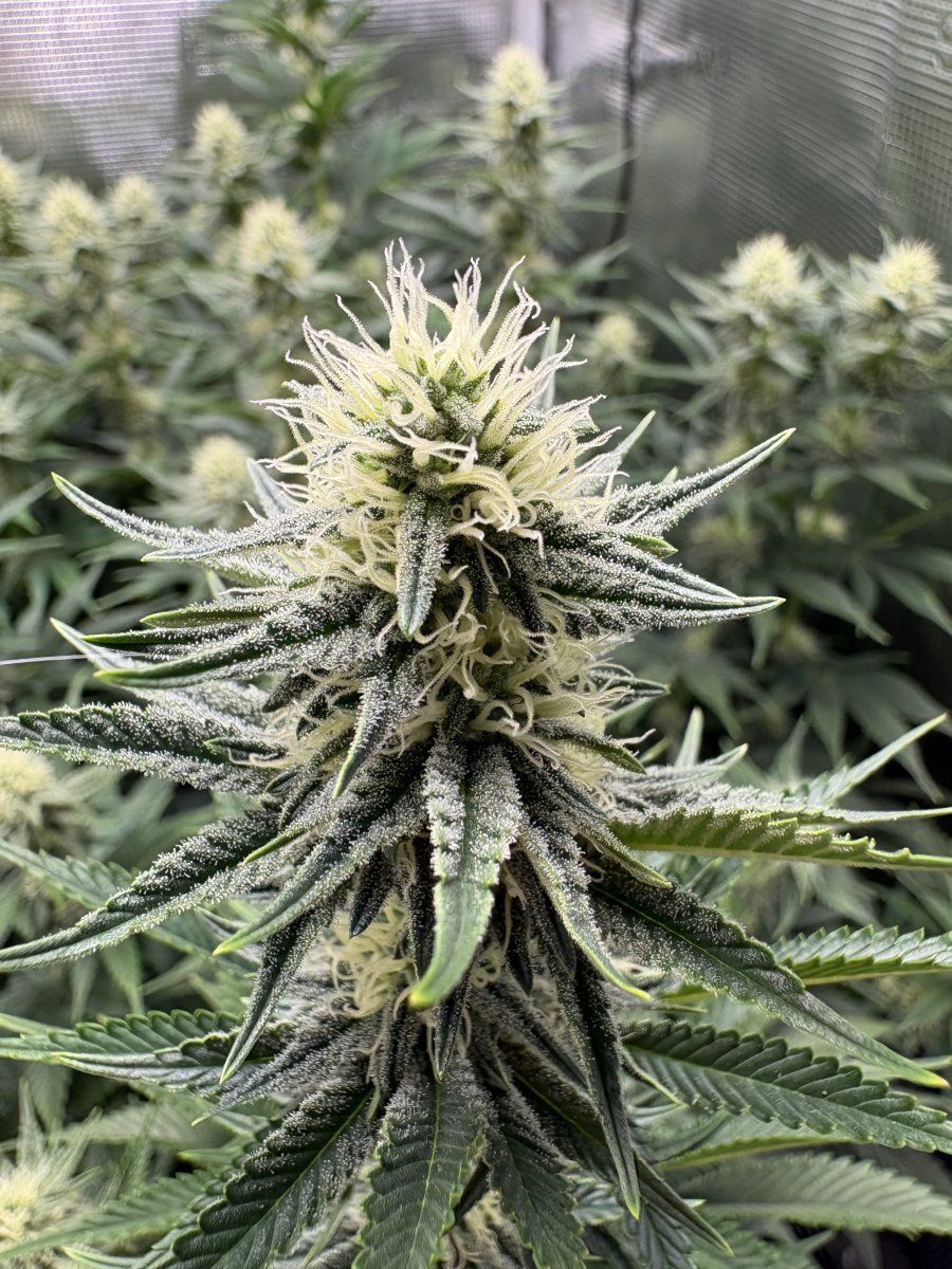 First fully organic grow is looking great pridelands 3