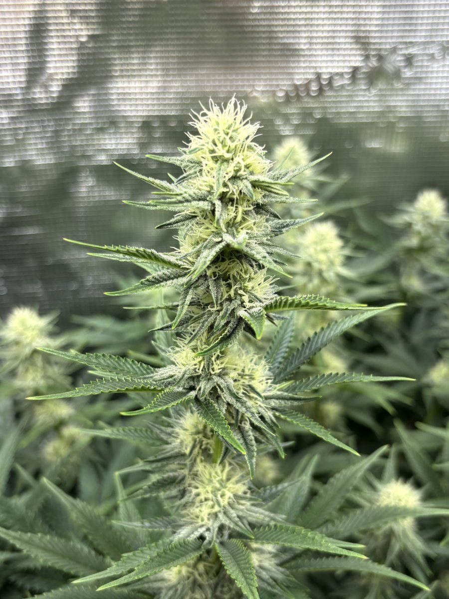 First fully organic grow is looking great pridelands 4