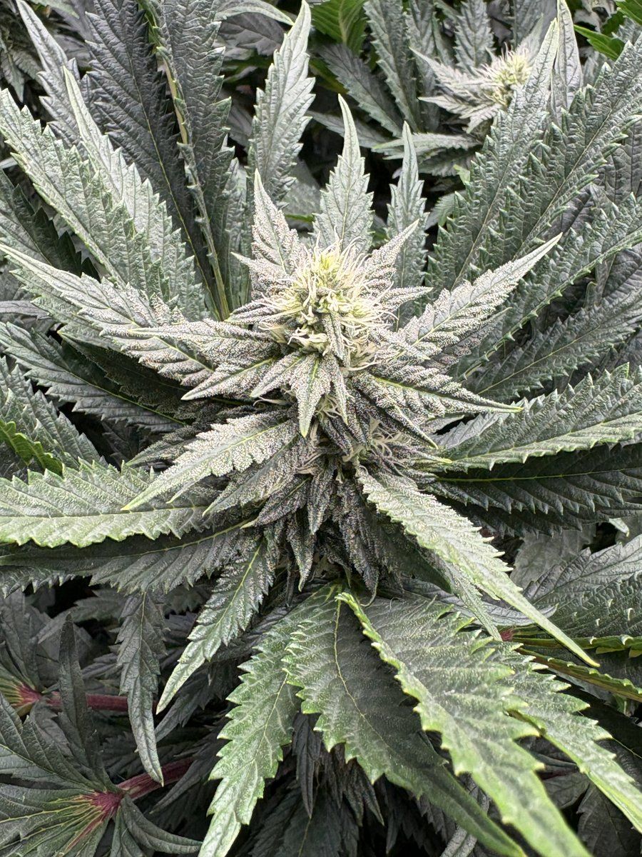 First fully organic grow is looking great pridelands 5