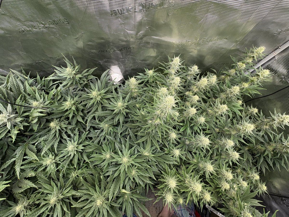 First fully organic grow is looking great pridelands 6