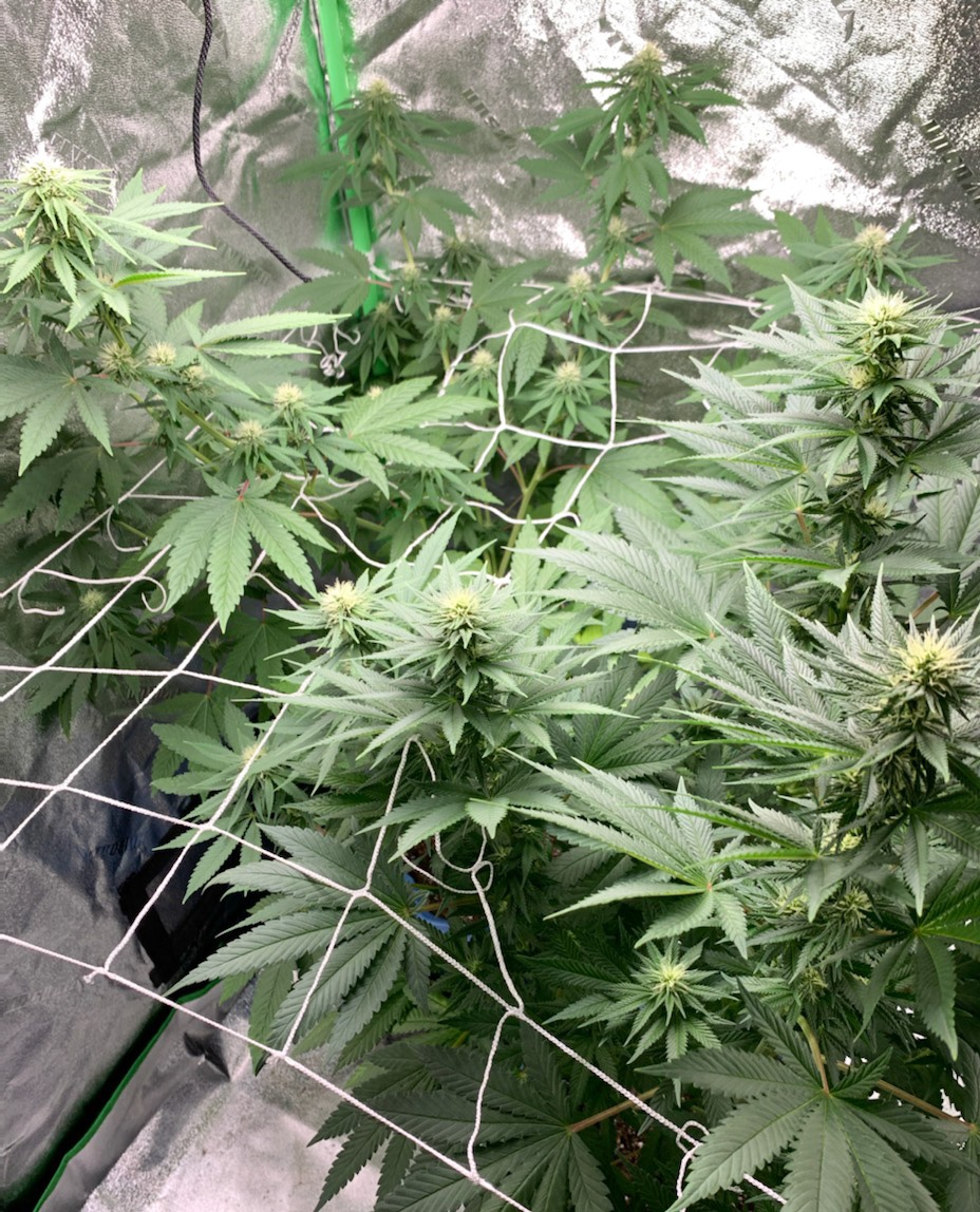 First ganja grow in soil 2