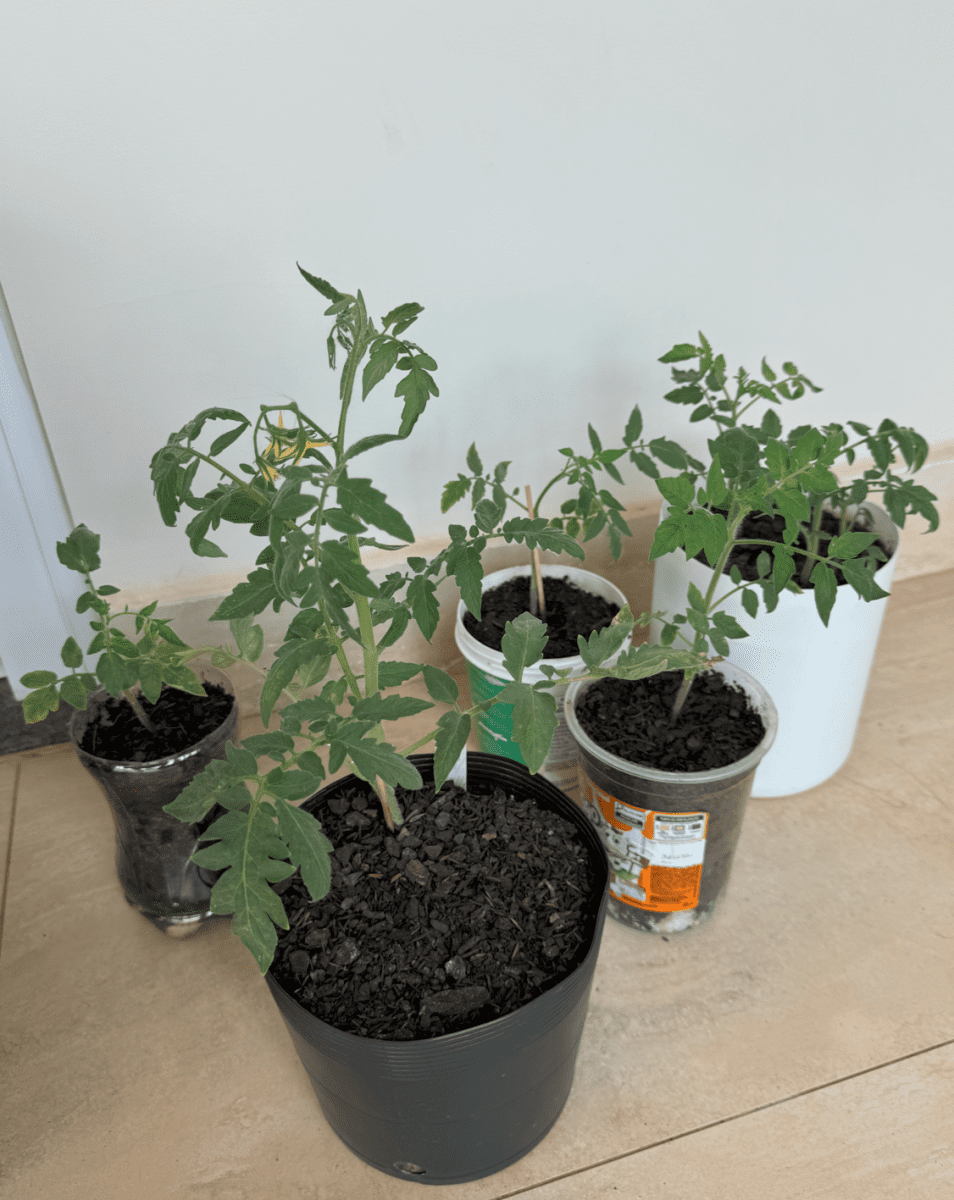 First green house auto organic 10