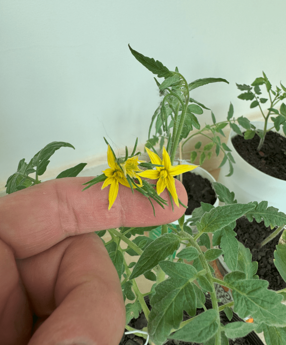 First green house auto organic 11