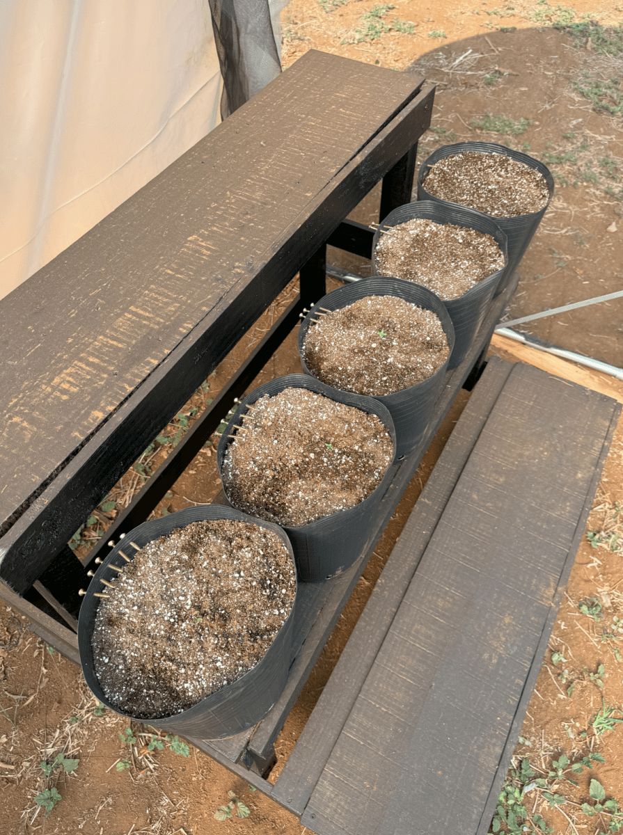 First green house auto organic 5