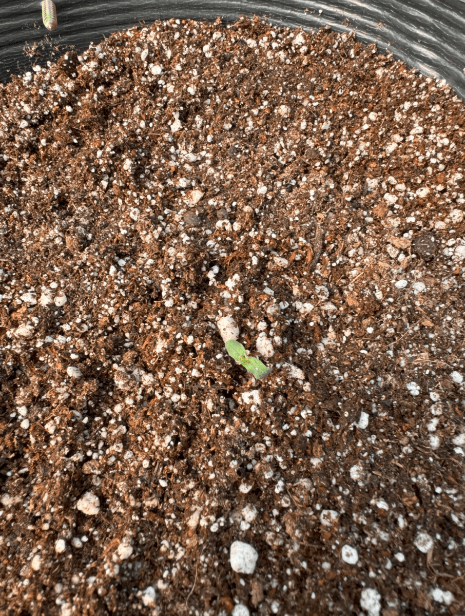 First green house auto organic 6