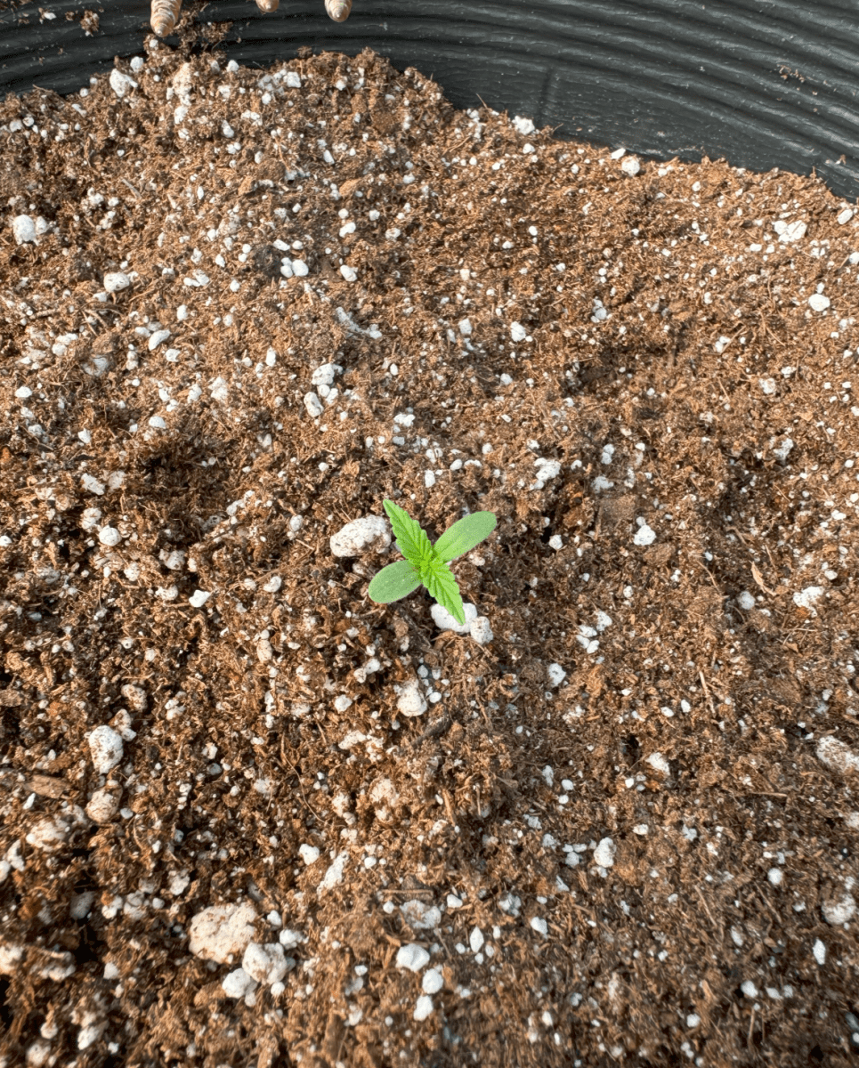 First green house auto organic 7