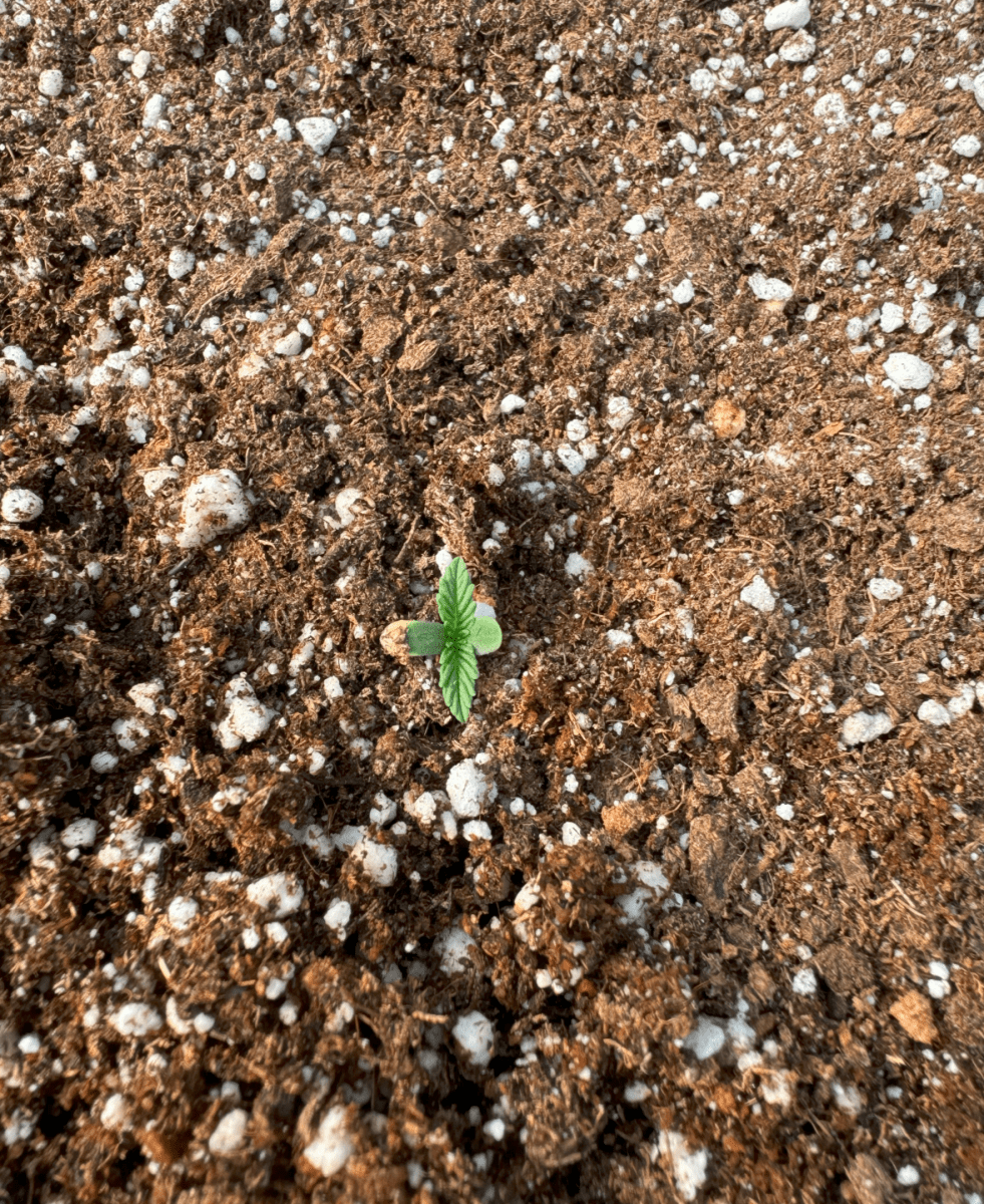 First green house auto organic 8