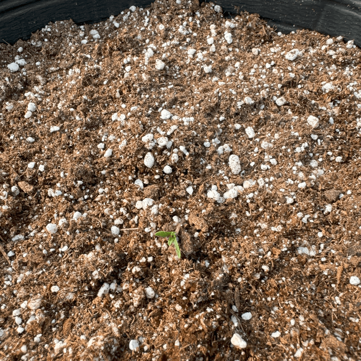 First green house auto organic 9