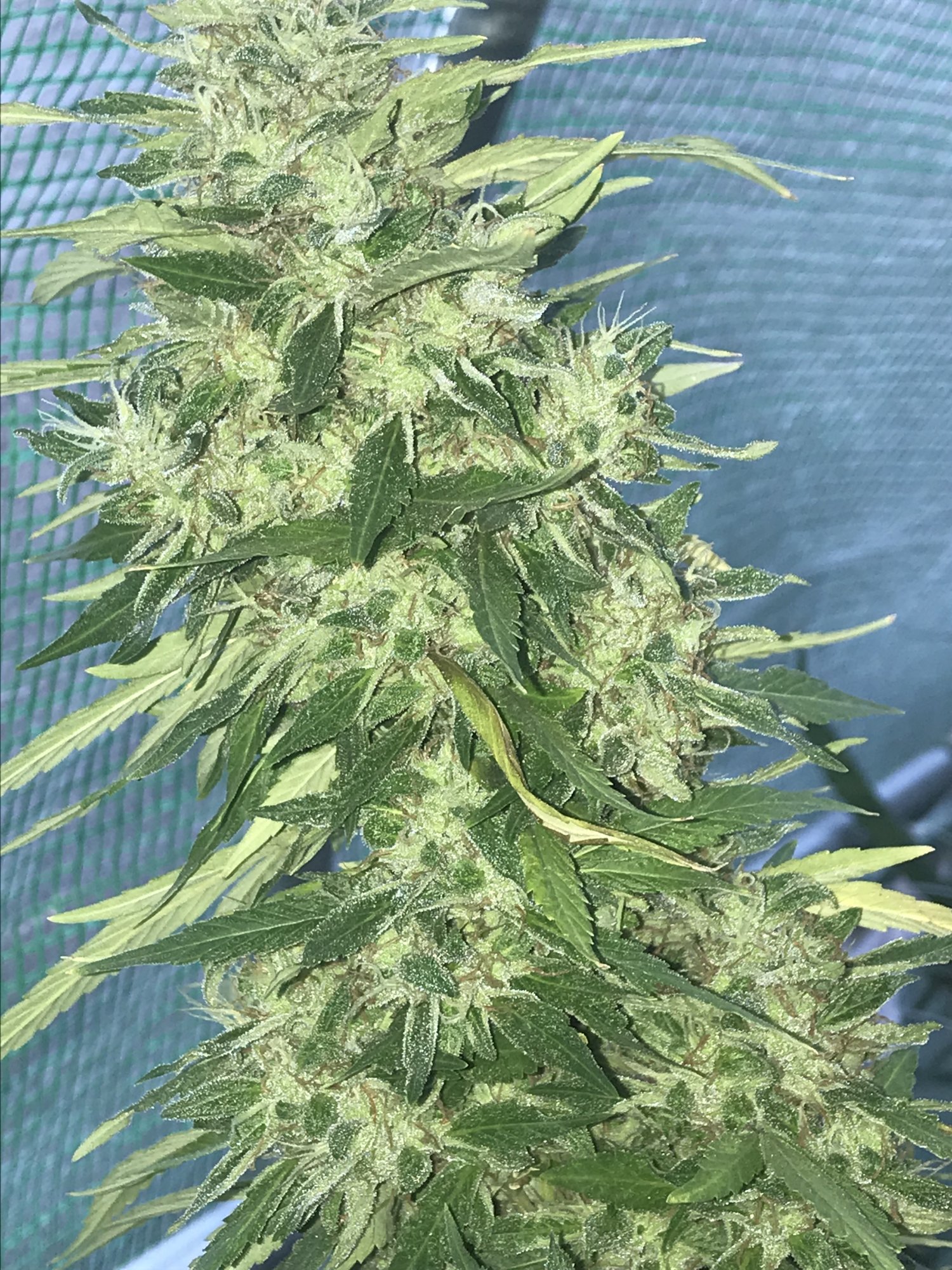 First greenhouse grow for me 2