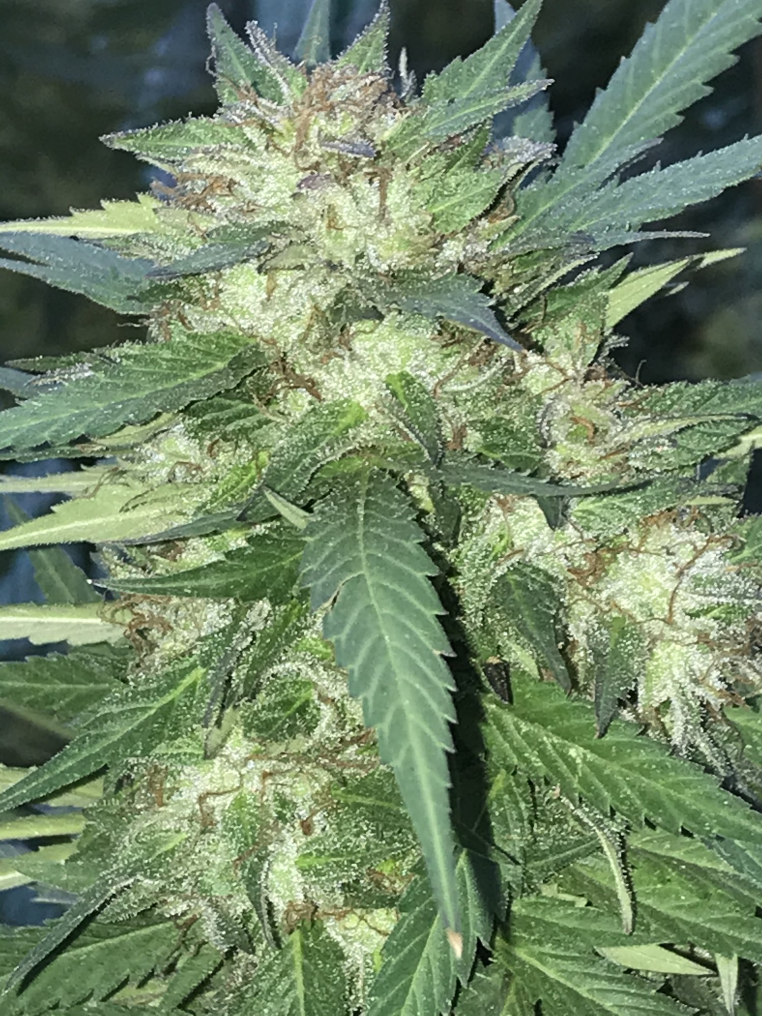 First greenhouse grow for me 3