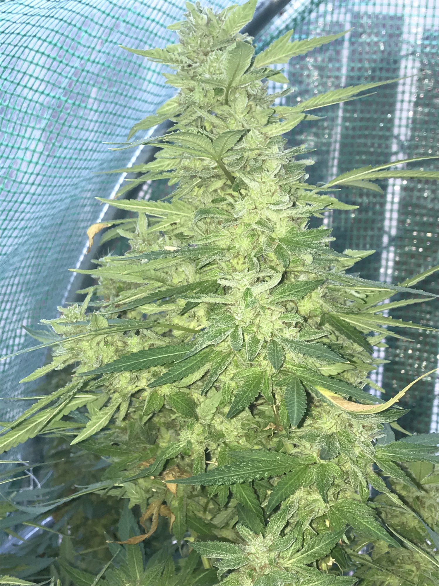 First greenhouse grow for me 4