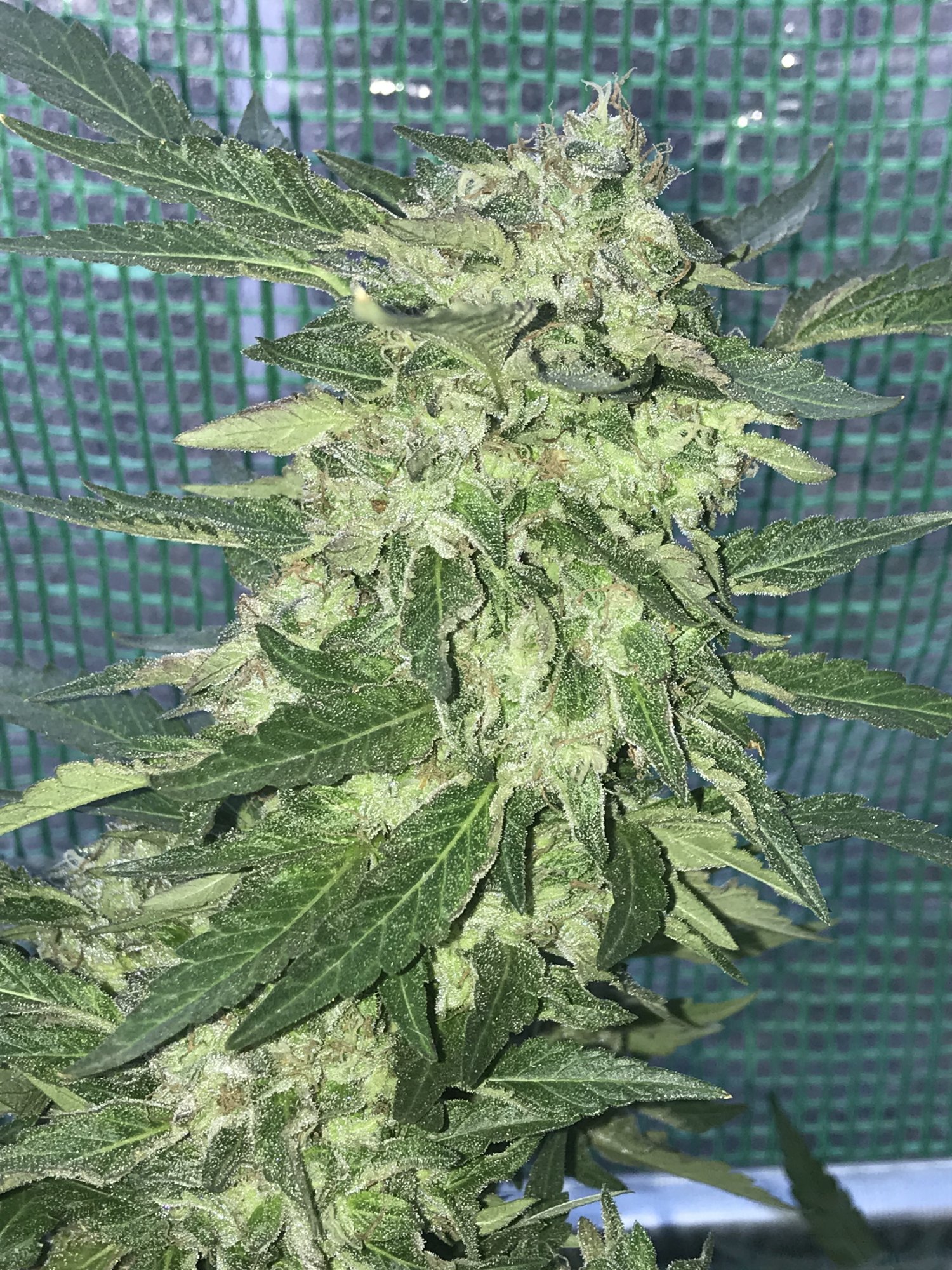 First greenhouse grow for me 5