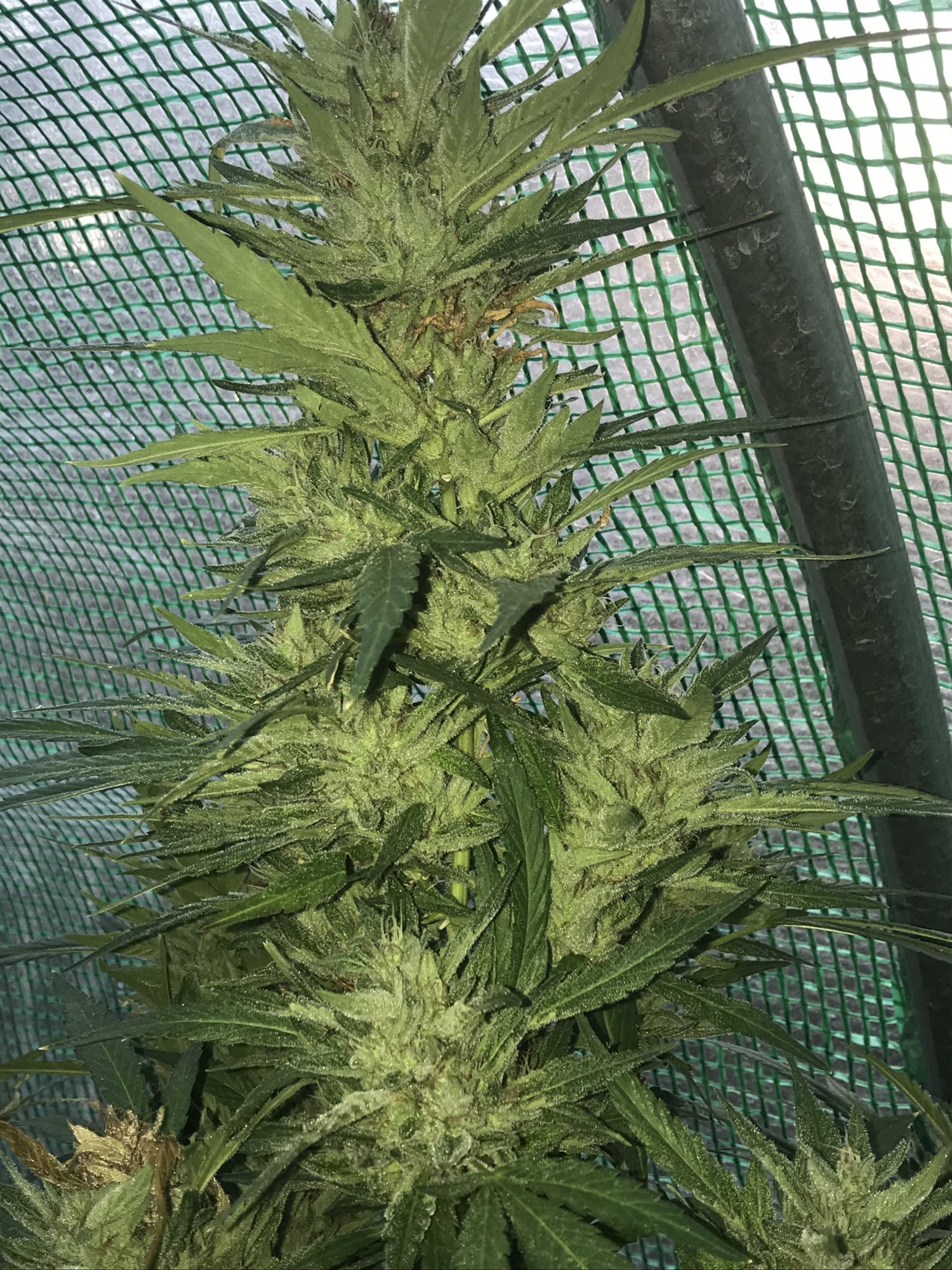 First greenhouse grow for me 6
