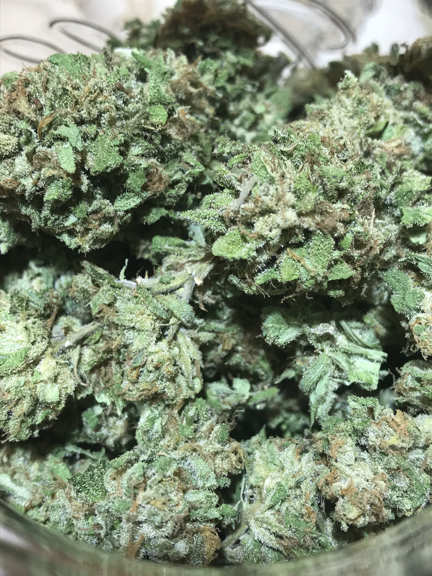 First greenhouse grow for me 7