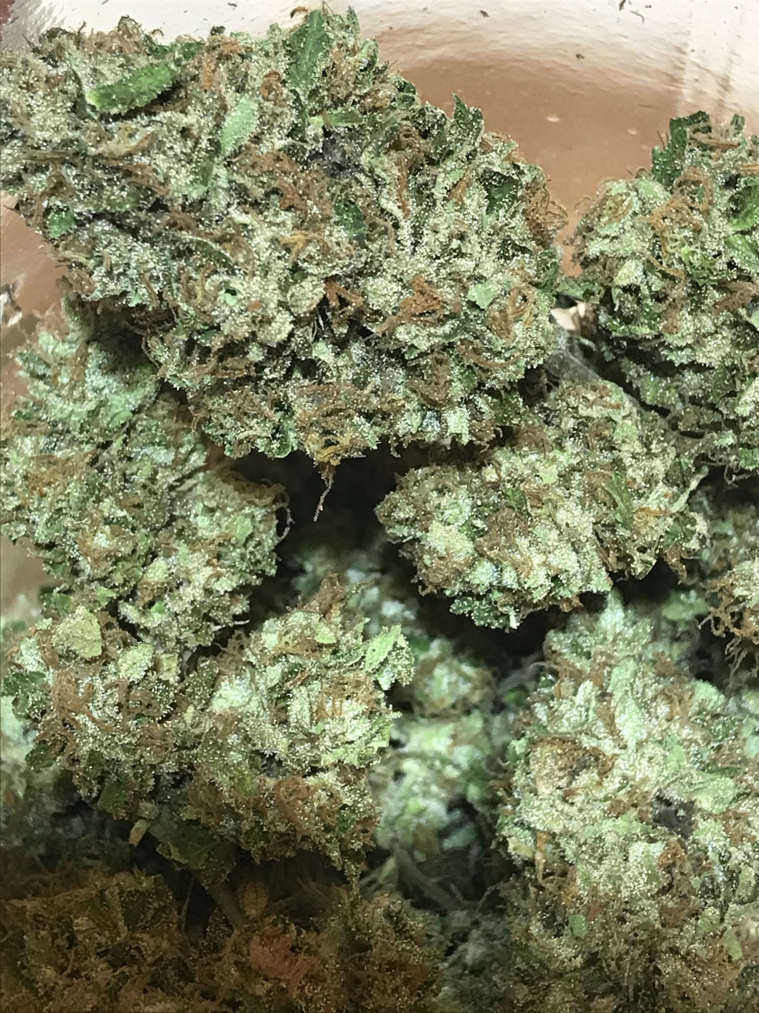 First greenhouse grow for me 8