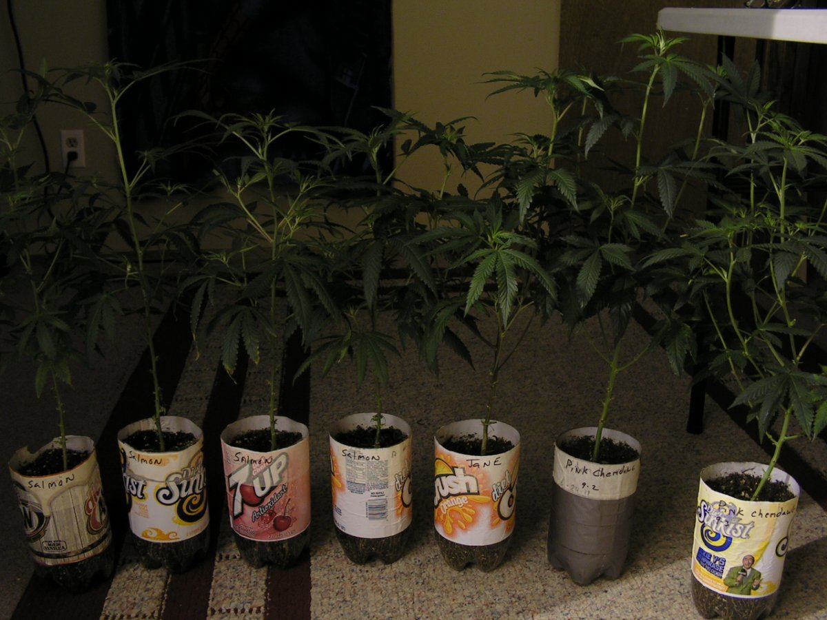 FIRST GROUP TO FLOWER FALL GROW