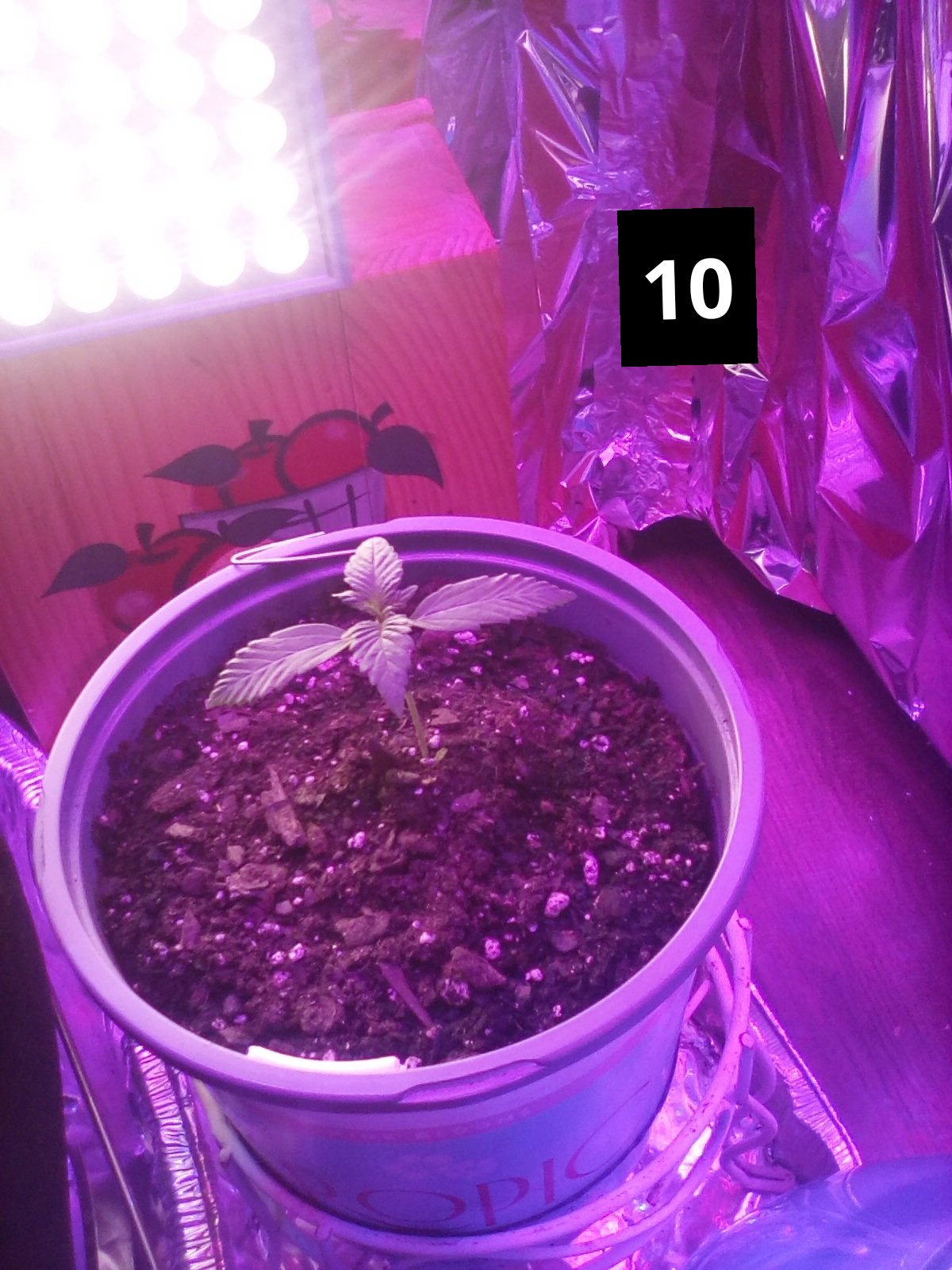 First grow 1 auto and one photo 2