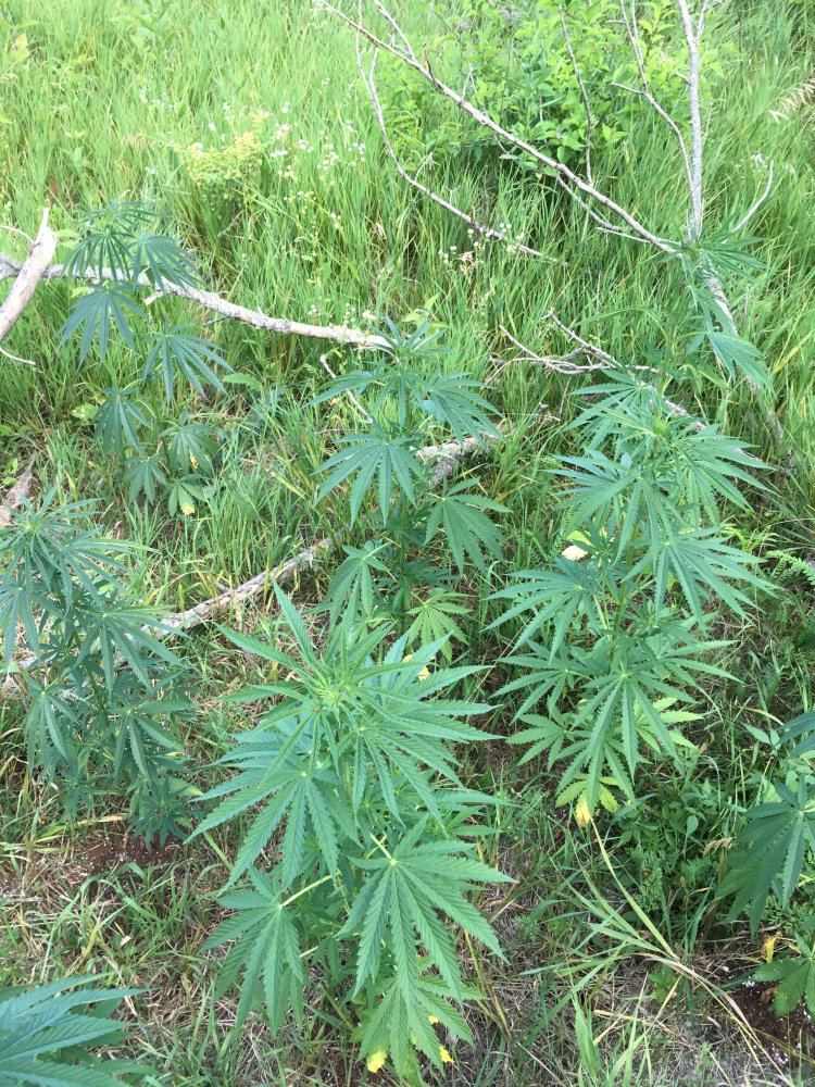 First grow 100 stavia hawaiian strain