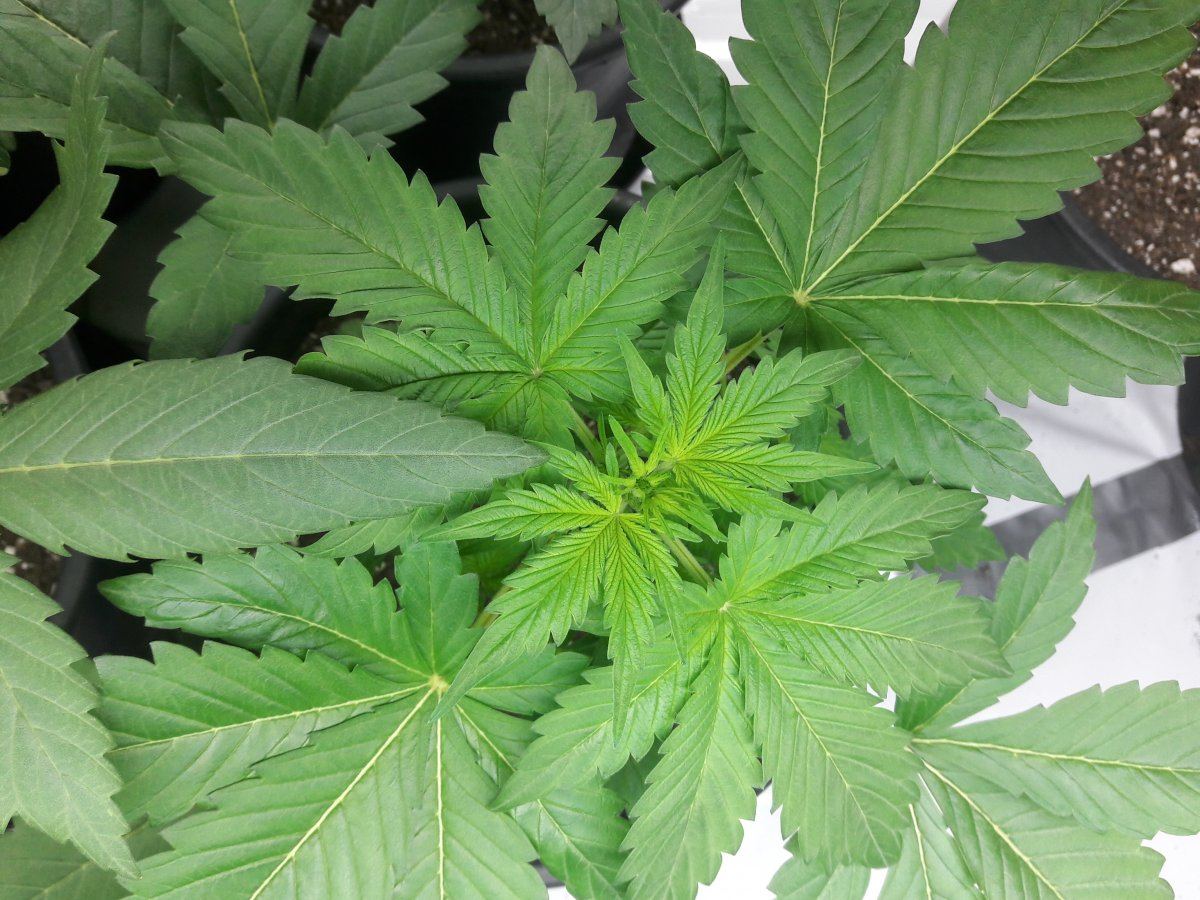 First grow 1212 from seed how does it look 45wks 2