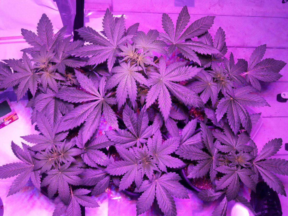 First grow 1212 from seed how does it look 45wks