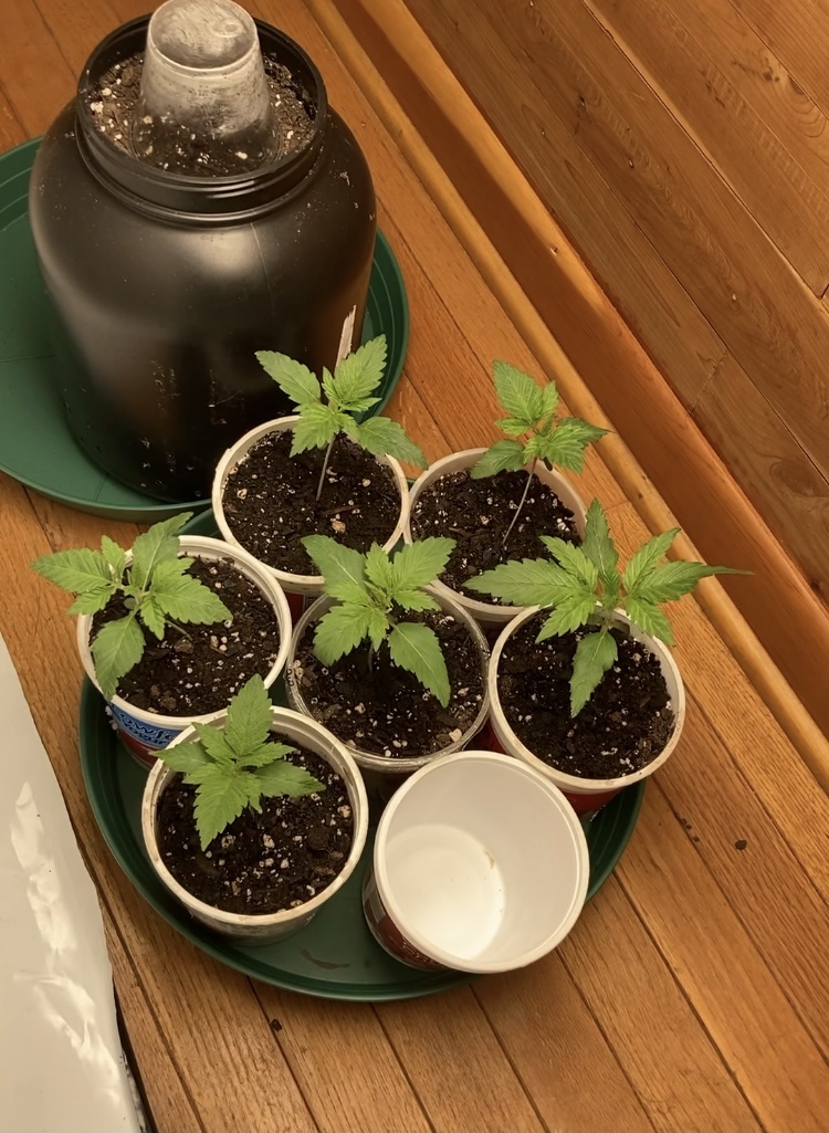 First grow 2 by 8 closetscrog 6 strain