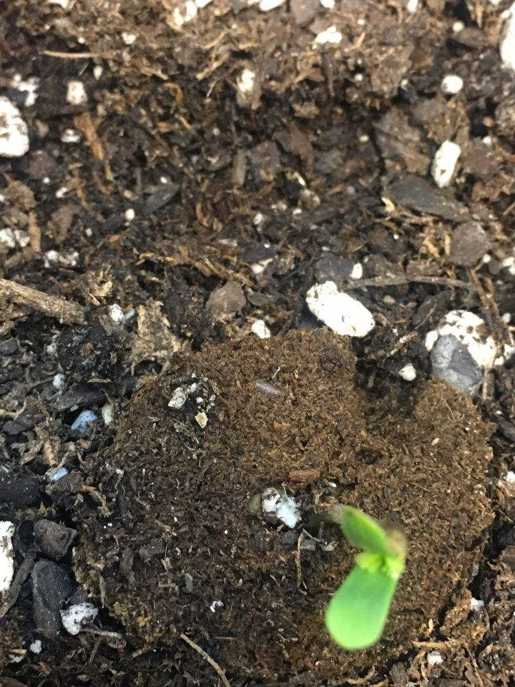 First grow 2