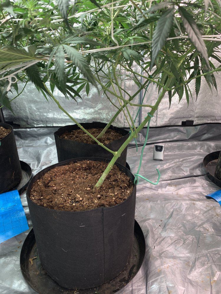 First grow 2