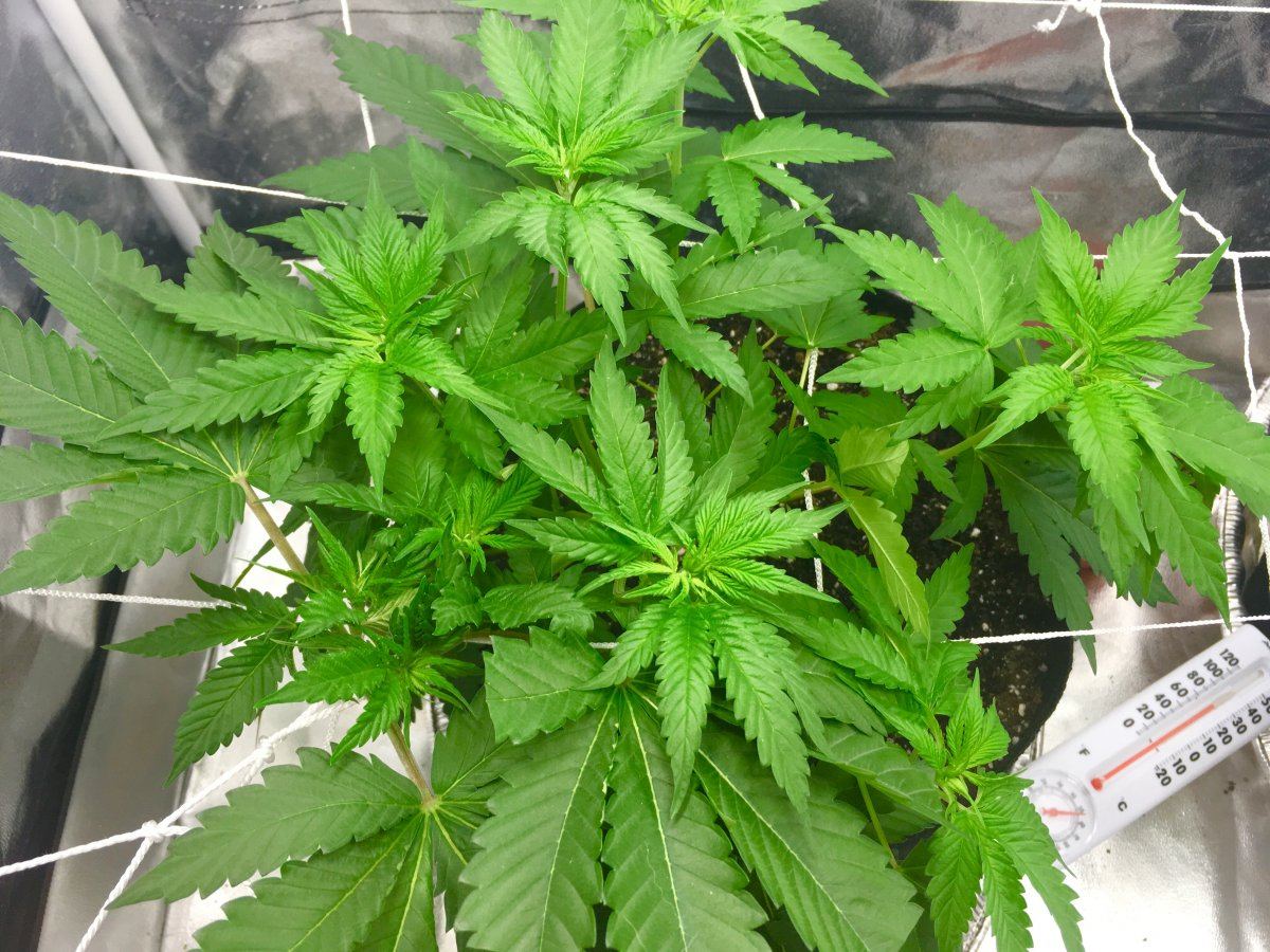 First grow  2x4
