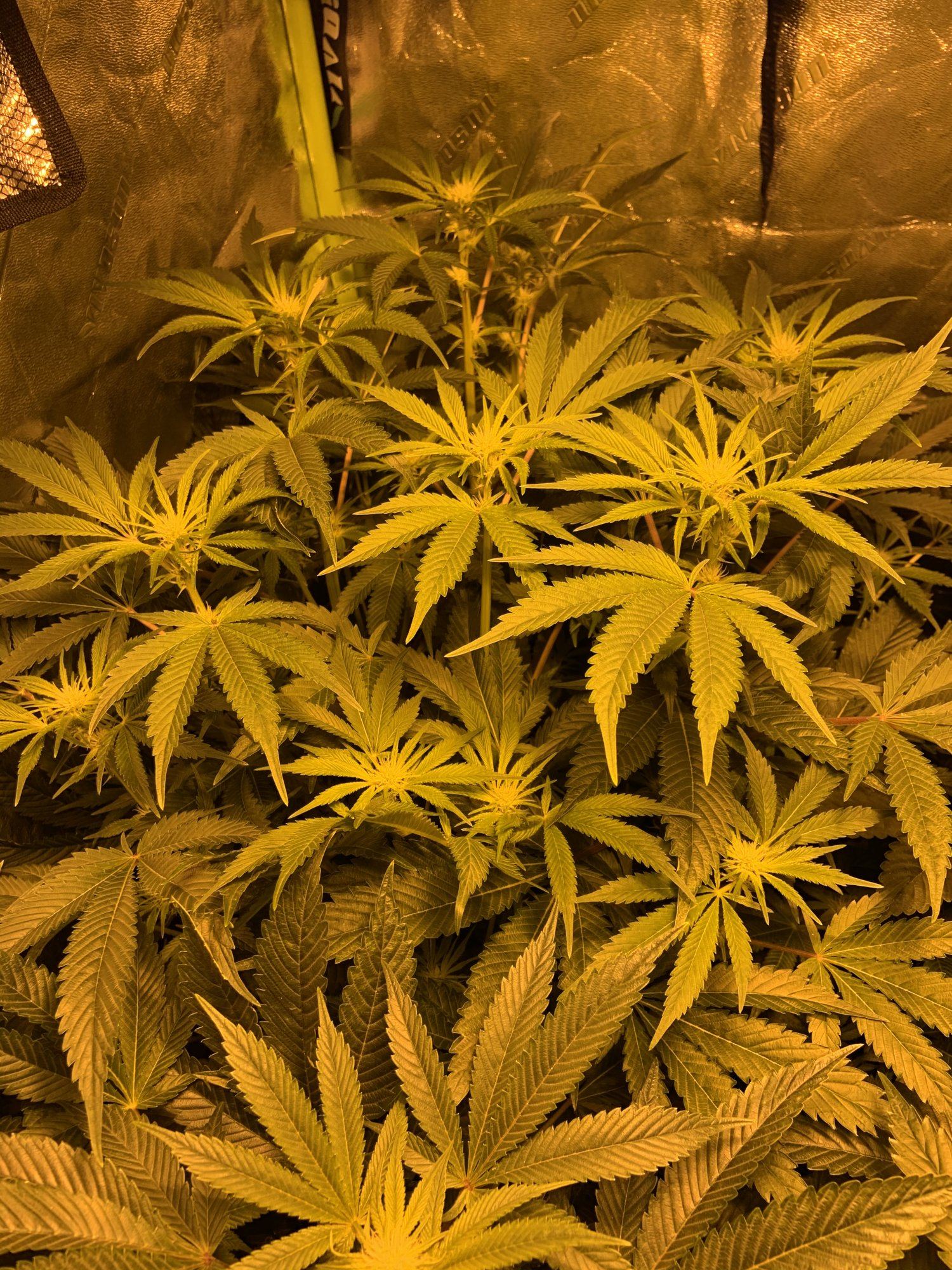 First grow 3rd week of flower  taking all and any suggestions 2
