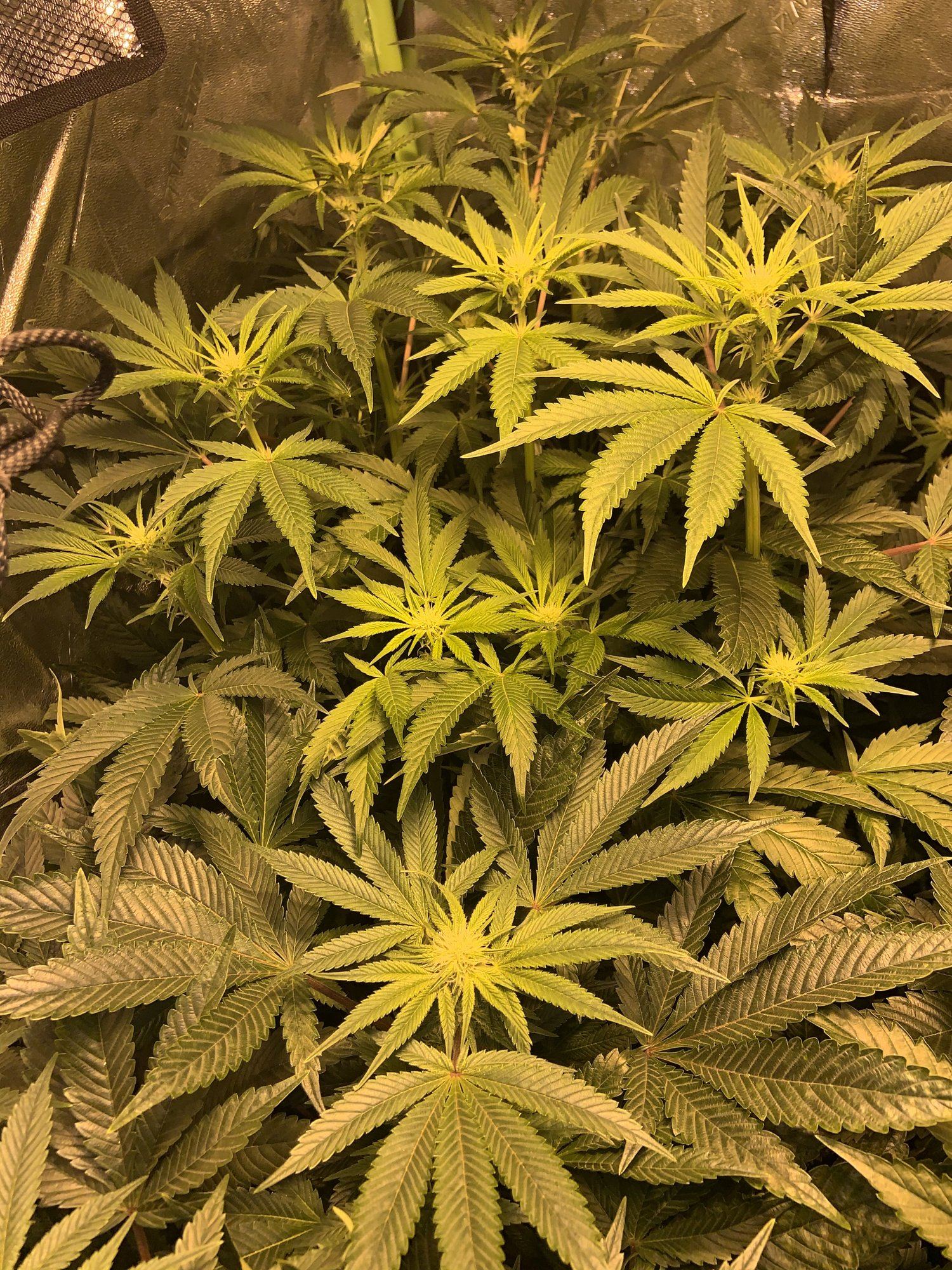 First grow 3rd week of flower  taking all and any suggestions 7