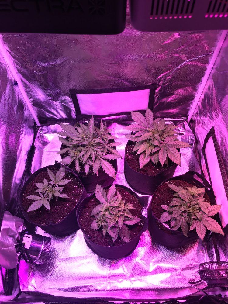 First grow   3x3 tent