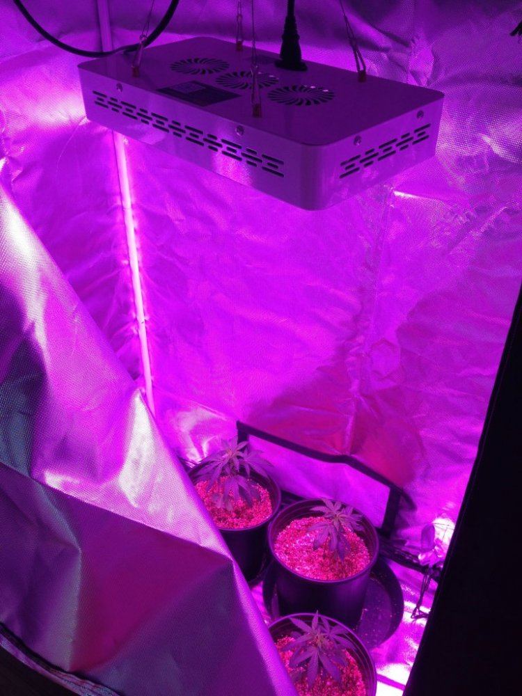 First grow 4 dumpster clones and 300w marshydro led light 3