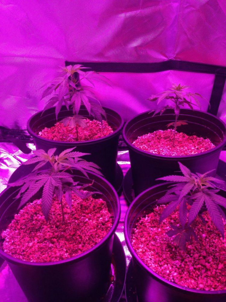 First grow 4 dumpster clones and 300w marshydro led light 5