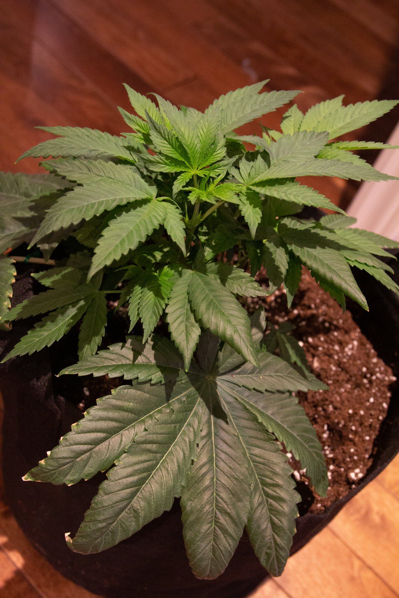 First grow a combination of 2 hobbies and a lot of learning 5