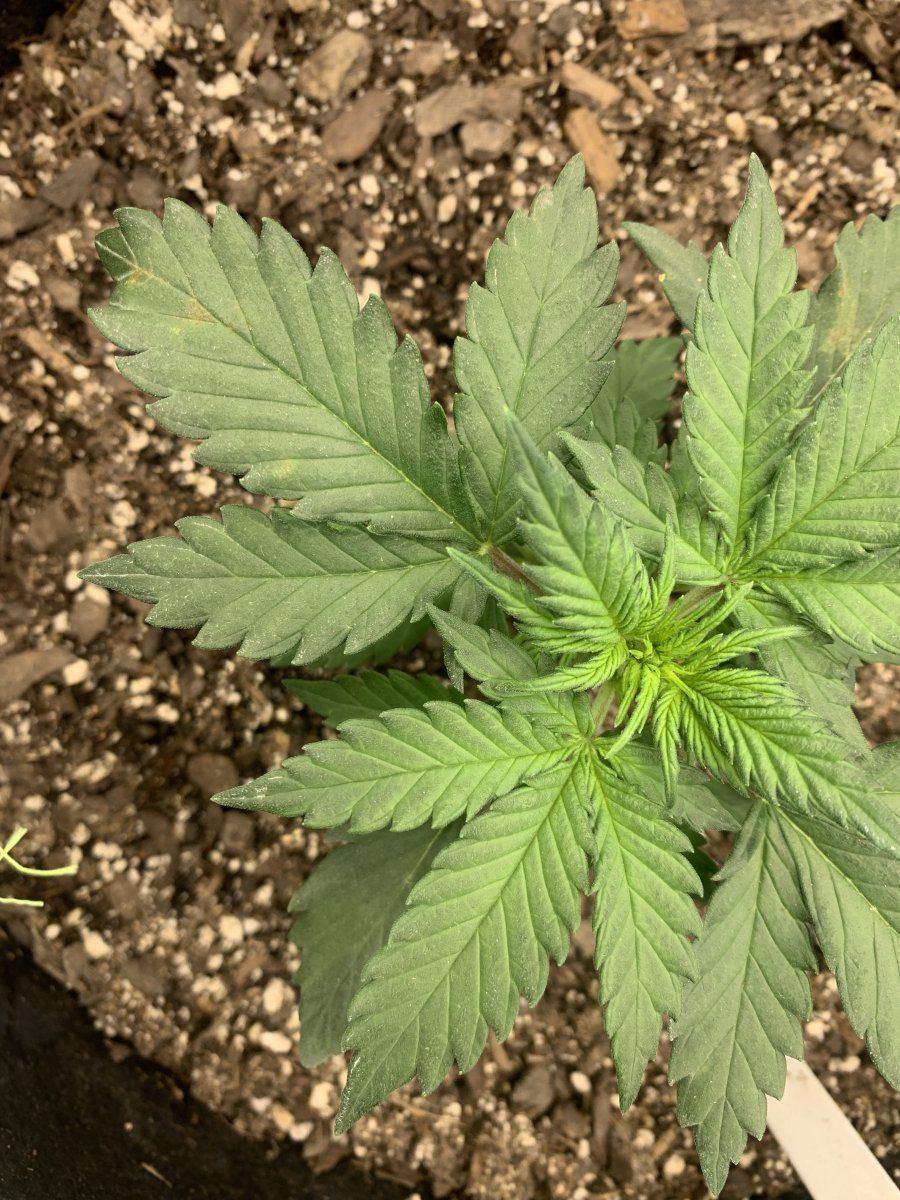 First grow advice   nutrient deficiency 3