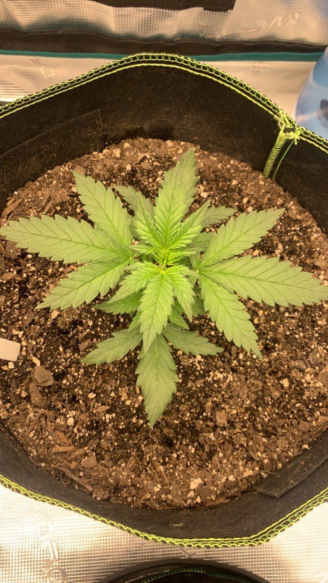 First grow advice   nutrient deficiency 4